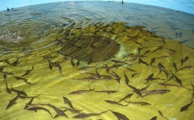 Разведение рыбы как бизнес