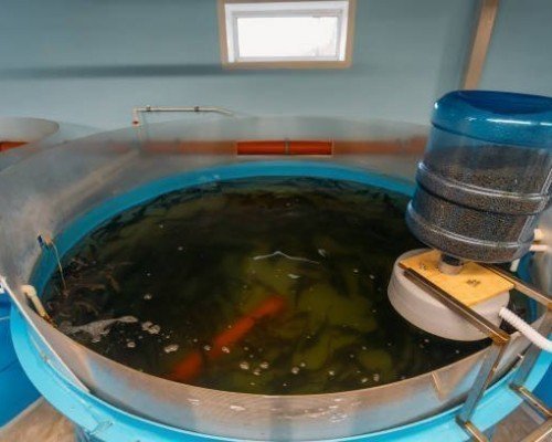 Аэраторы в непроточных емкостях для хранения рыбы Аэрация для перевозки живой рыбы