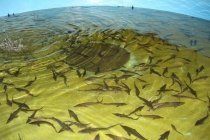 УЗВ для рыбы 1000 Евро