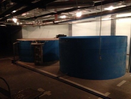 Выращивание рыбы в системах УЗВ