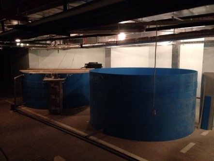 Выращивание рыбы в системах УЗВ