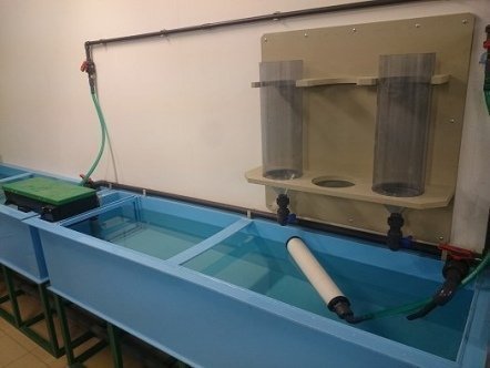 Рыба в УЗВ: разведение и выращивание