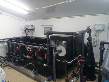 Рыба в УЗВ: разведение и выращивание