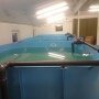 Рыба в УЗВ: разведение и&nbsp;выращивание