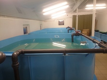 Рыба в УЗВ: дополнительная прибыль