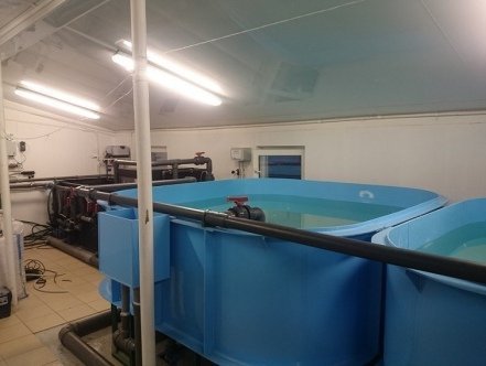 Разведение рыбы как бизнес