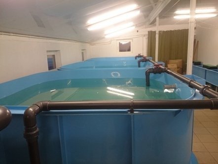 УЗВ для рыбы 2000