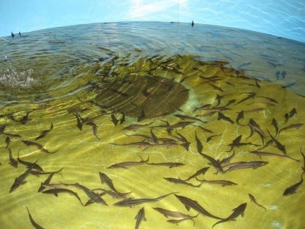 УЗВ для рыбы 1000