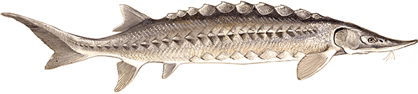 Схема УЗВ для рыбы
